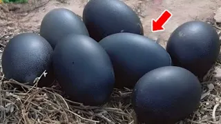 Man Finds Black Eggs Days Later He Met Unexpected Guest...