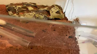 Messor Barbarus: Update on the Antnest + searching for the queen