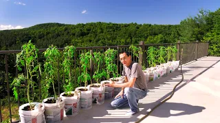 Beginner Bucket Garden for Heirloom Tomatoes & Peppers