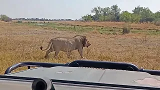 Okavango Delta massive male lion