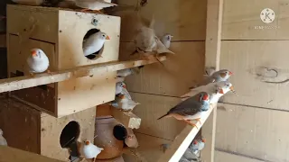 Home Aviary Making Video I DIY I Time Lapse I Bird Cage I Aviaries