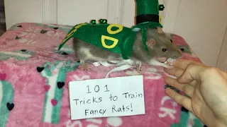 101 Tricks to Train Your Rats! (Mini Trick Tutorials Compilation)