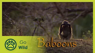 Baboons - The Whole Story 11/13 - Go Wild