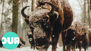 This Ancient European Woodland Is Home To The Nearly Extinct Bison | Our World