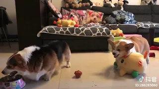 Chubby Corgis Fighting / Sound Designed