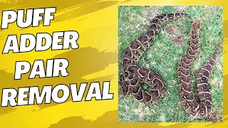 PUFF ADDER PAIR REMOVAL!