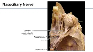 Orbit - Innervation