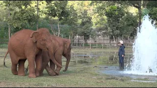 Splish Splash for the Baby Elephants! - ElephantNews