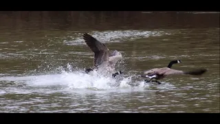 Bald Eagle, Bass jumping, Goose Fight, and more - Canon 90D and DJI mini2