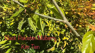 Black Pakistan Mulberry in Spring