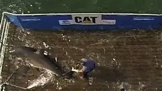 Great white grab: OCEARCH tags first shark of the summer