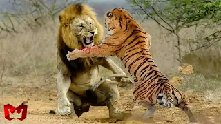 Singa Melawan Harimau Di Alam Liar, Siapa Yang Menang ? Hewan-Hewan Yang Bisa Mengalahkan Singa