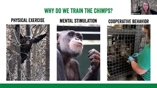 Positive Reinforcement Training for Chimpanzees