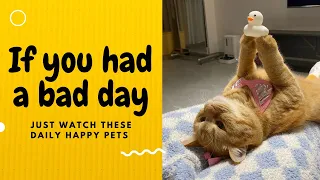 If you had a bad day, just watch these daily happy pets | Day 5