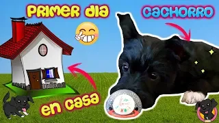 Primeras 24 HORAS de mi PERRO CACHORRO en su NUEVA CASA! Lana