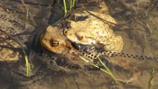 Erdkröte (Bufo bufo)