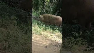 Babi ngepet tertangkap di pemukiman warga