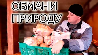 🔴НИКОГДА НЕ ДЕРЖИ БРОЙЛЕРА ЗИМОЙ!