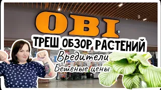 Кто только здесь покупает? Обзор растений в ОБИ 26.08.23 Москва Белая Дача