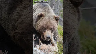 Der Legendäre Grizzly "The Boss"