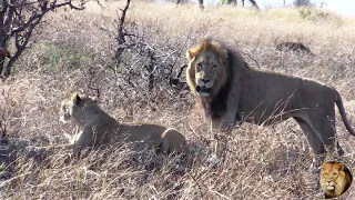 Is Casper The White Lion's Brother Mfowethu Going To Find Love