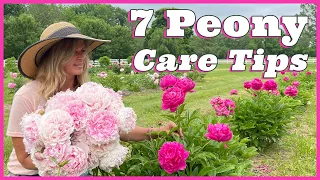 7 Peony Care Tips