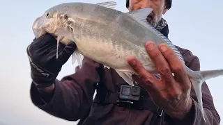 טרכונים גדולים ובריחה של מפלץ. Blue runners and big fish escape