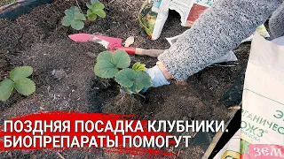 Поздняя посадка клубники. Биопрепараты помогут