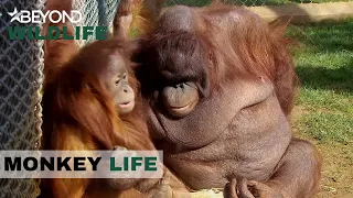 S6E11 | Oshine Shows Her Softer Side To Baby Orang-Utan Silvestre | Monkey Life | Beyond Crime