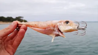 The Best Bait For Big Squid!?!