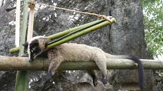 Wild Man: Create Amazing Bamboo Trap to Catch Civet in The Jungle