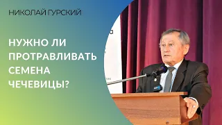 Нужно ли протравливать семена чечевицы?  |  Мнение селекционера Николая Гурского