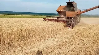 Уборка 2021! Озимая пшеница нива ск 5 с измельчителем ТОРНАДО