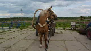 Дуга и супонь в русской упряжи. Как правильно затянуть дугу в упряжи