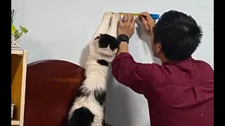 🐈 Какая польза от кота!😺 Подборка смешных котов и котят для хорошего настроения! 😻