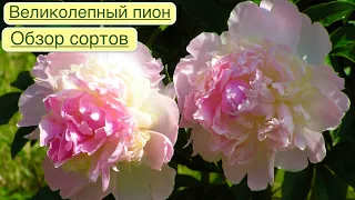 КОРОЛЕВСКИЙ ЦВЕТОК. ЛЕГЕНДА О ПИОНЕ.ОБЗОР СОРТОВ. The peony is milky-flowered. Beautiful varieties.