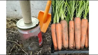 НЕ СЕЙТЕ МОРКОВЬ ПОКА НЕ ПОСМОТРИТЕ ЭТО ВИДЕО! ПОСЕВ МОРКОВИ. СУПЕР ИДЕЯ С ОБЫЧНОЙ БАНКОЙ.