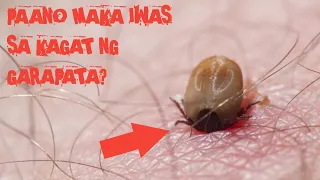 PAANO MAKA IWAS SA KAGAT NG GARAPATA? | TICK INFESTATION