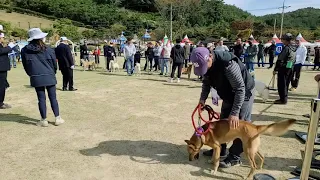 진도군 우수진도견 선발대회 진돗개 진도개 토종개