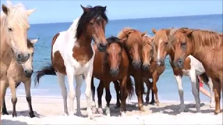 Wild Horses on the Beach, at Assateague Island