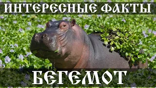 Бегемот - интересные факты