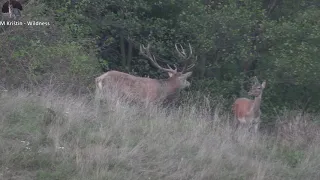 Jelenia ruja v Malej Fatre / RUT IN MALA FATRA