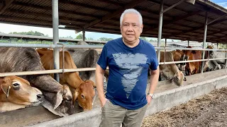 UNDERSTANDING CATTLE INDUSTRY NG PINAS, MODERN AT HI-TECH NARIN. SOBRANG LAKI NG POTENTIAL!