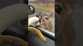 Deer Walks Up to Car Window To Eat Banana! #Animals #Shorts