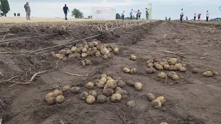 Всеукраїнський День картоплі "Картополяний блокчейн"