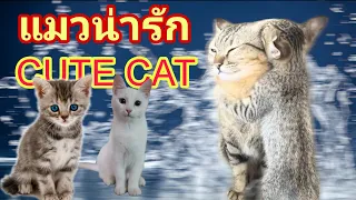 แมวเป้า แมวน่ารัก | Cute Cat