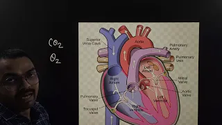 Class 11- Biology जीवविज्ञान | Function Human Heart मानव हृदय की क्रियाविधि | By - Prakash Sir