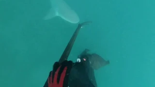 Aggressive shark Behavior