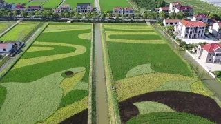 A giant crop art display appears in a paddy field in Chongming Shanghai