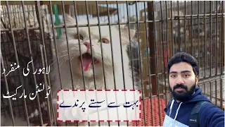 Tollinton Market Lahore | Pets and Birds Market | dogs and cats shop | triple coat persian |